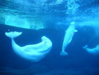 Beluga Whale Wallpaper Image Group