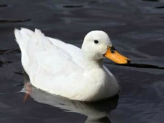 Duck Wallpaper