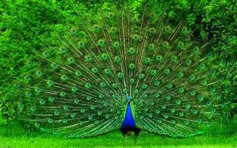 All HD Image Peacock Wallpaper