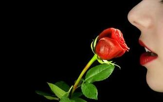 Beautiful Rose Desktop Pc And Mac Wallpaper