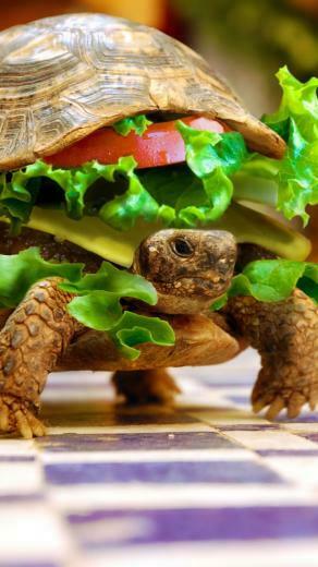 Turtle Burgersamsung Wallpaper Samsung