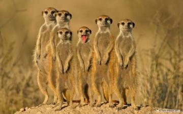 Cute Animals Desktop Wallpaper Animal