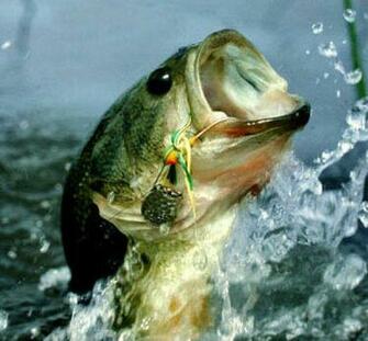 Bass Fishing Secrets