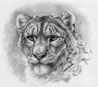 Pin Snow Leopard Print Wallpaper 1080p Computer