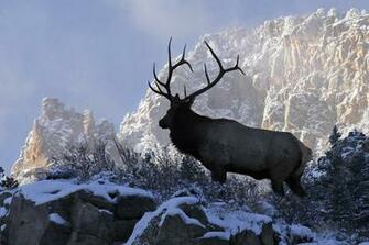 Elk Wallpaper