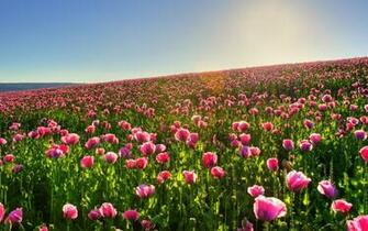 Pink Poppy Field Widescreen Wallpaper