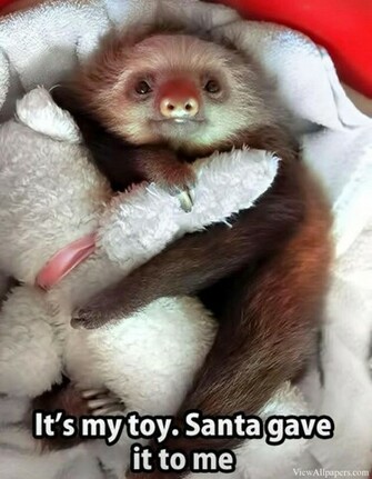 Wallpaper Cutest Animal Picture Ever