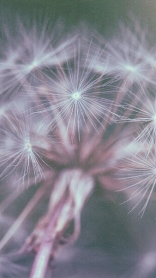 Dandelion Fluffsamsung Wallpaper Samsung