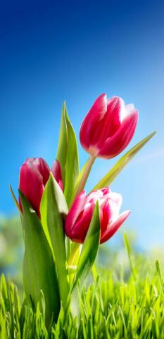 Tulip Phone Wallpaper
