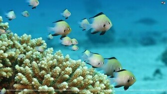 Santabanta Nature Wallpaper HD