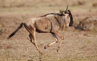 Wildebeest Wallpaper HD