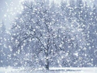 Snow Falling Wallpaper