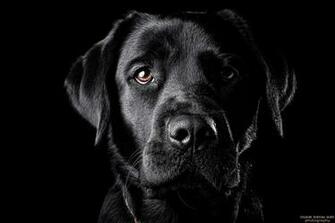 The Black Lab Ii By Wordup