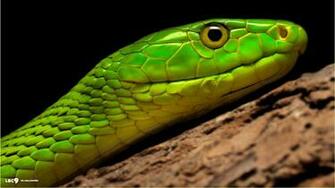 Best Mamba Wallpaper Razer