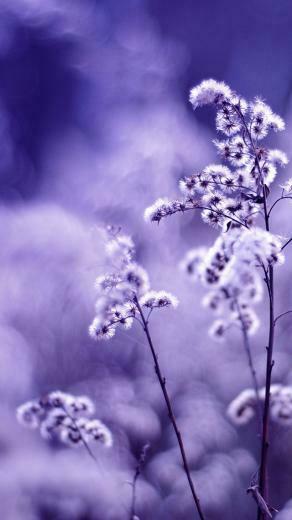 Motion Wallpaper For iPhone Weddingdressin