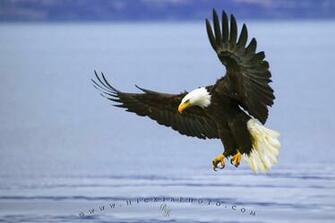 Computer Background A Large Adult Bald Eagle Is Seen Fishing