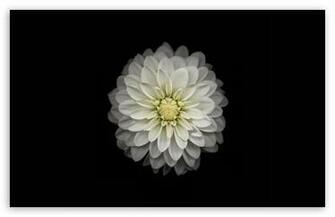 Apple Ios Flower HD Desktop Wallpaper Widescreen High Definition