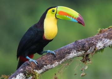 4k Toucan Wallpaper Background Image