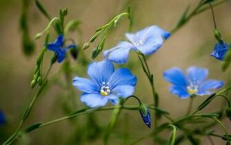 Summer Flowers Blue Green Field Bokeh Wallpaper