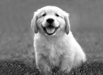 Animal Black And White Cute Dog Favim Jpg