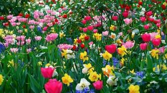 Full Screen Flower Wallpaper On