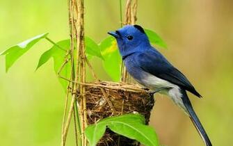 Blue Bird Wallpaper HD