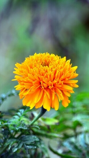Home Flower Beautiful Yellow Flowers