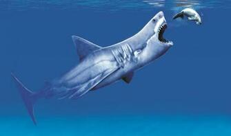 Megalodon Taking A Bite HD Wallpaper Sharks Wllpper
