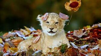 4k Ultra HD Animal Wallpaper Image Biography And India S National