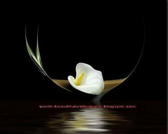 Beautiful Wallpaper Calla Lily Flowers