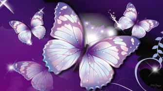 Butterfly Photography Wallpaper