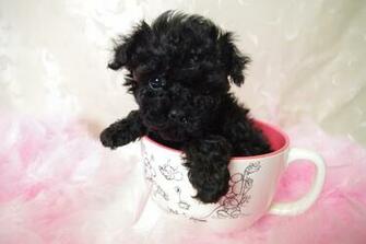 Black Poodle Dog Full HD Wallpaper