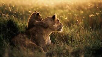 Mountain Lion HD Wallpaper Full Desktop