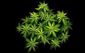 Dumbest Anti Marijuana Argument Yet