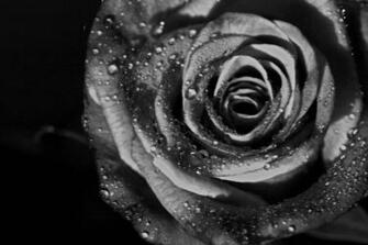 Black And White Rose Wallpaper