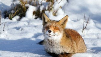 Winter Animal Wallpaper