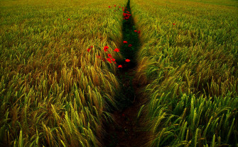 Wheat Field Wallpaper
