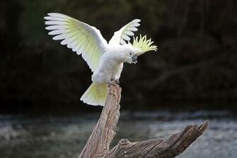 Cockatoo Modern 4k Ultra HD Wallpaper Bsnscb