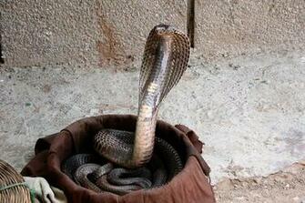 King Cobra Snakes HD Picture