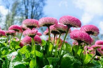 Spring Desktop Wallpaper HD Net
