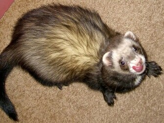 Ferret Wallpaper