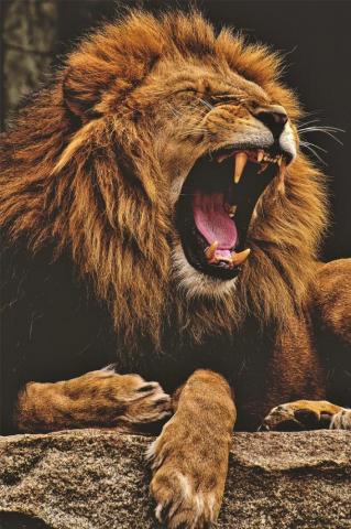 Lion Wallpaper Enwallpaper