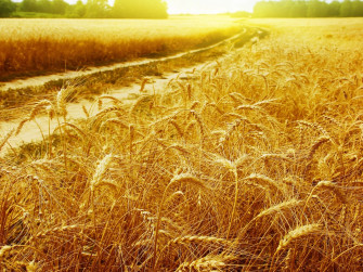 Wheat Field Picture Wallpaper