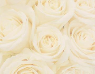 Wedding Denallta Background For