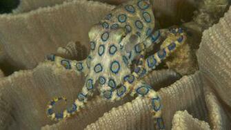 Blue Ringed Octopus Wallpaper Animal