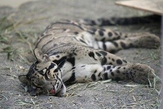 Clouded Leopard Wallpaper Leopards Photo
