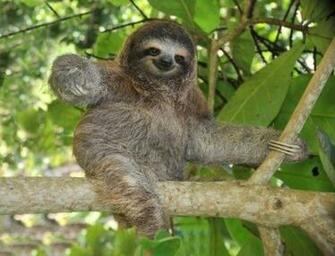 Sloth Wallpaper Weddingdressin