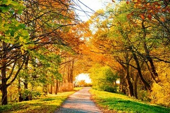 Autumn Perfect Landscape Scenery Road Trees Nature
