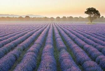 Lavender Fields Wallpaper