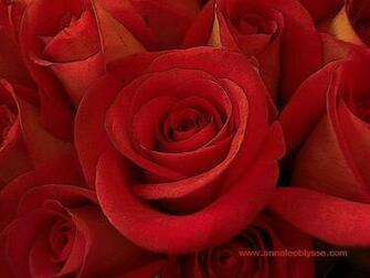 Red Rose Flowers Wallpaper Cheap Delivered Uk